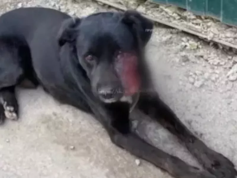 В Ростове-на-Дону  ветврачи и волонтеры спасают пса с гигантской опухолью