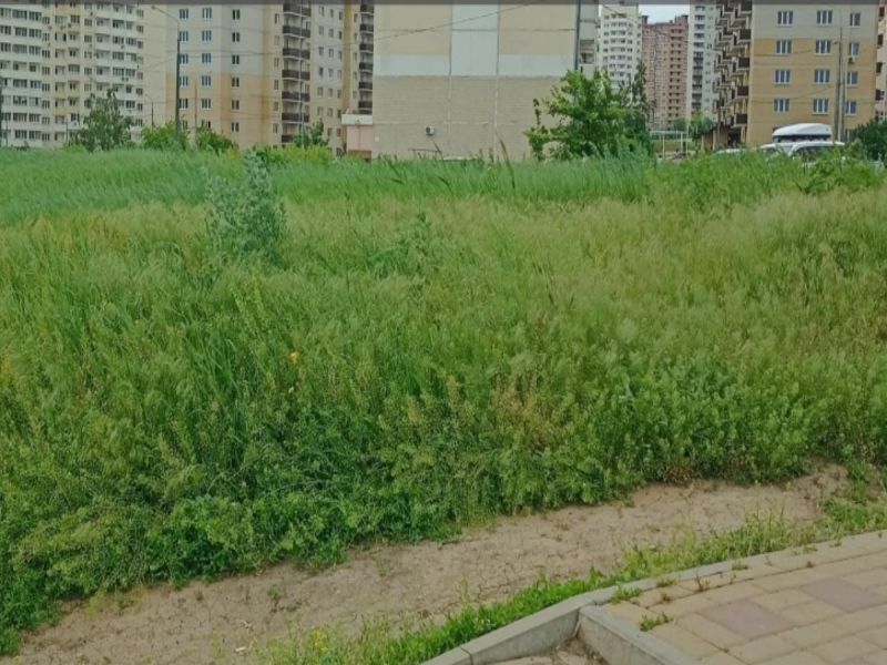 В Ростове в Суворовском жители пожаловались на нескошенную траву